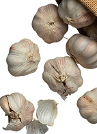 garlic